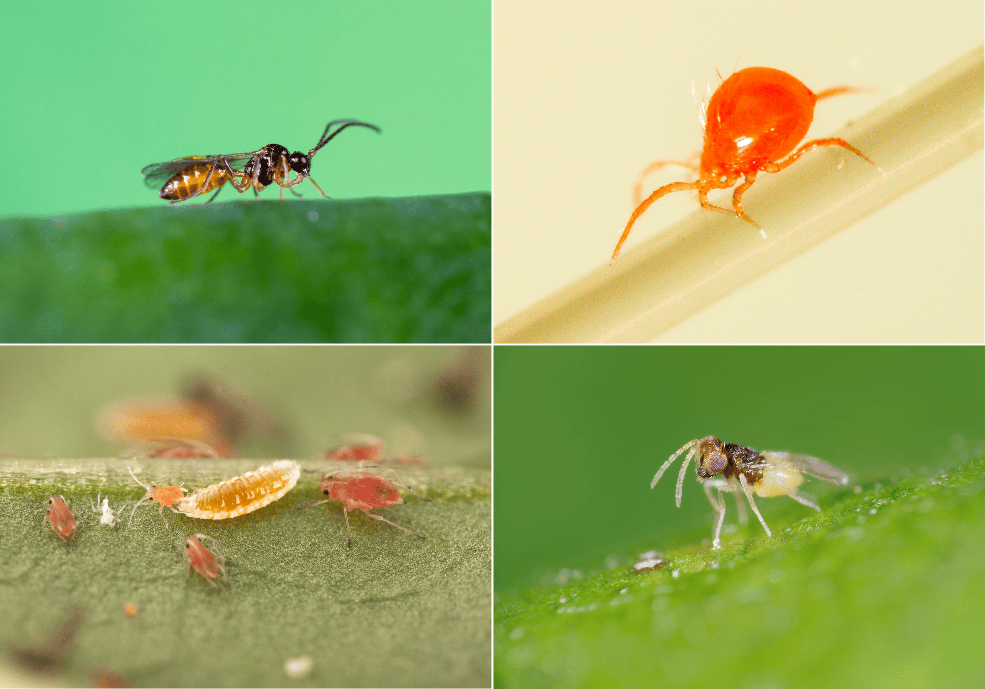 Bioagens do skleníků přehledně - co je na co?