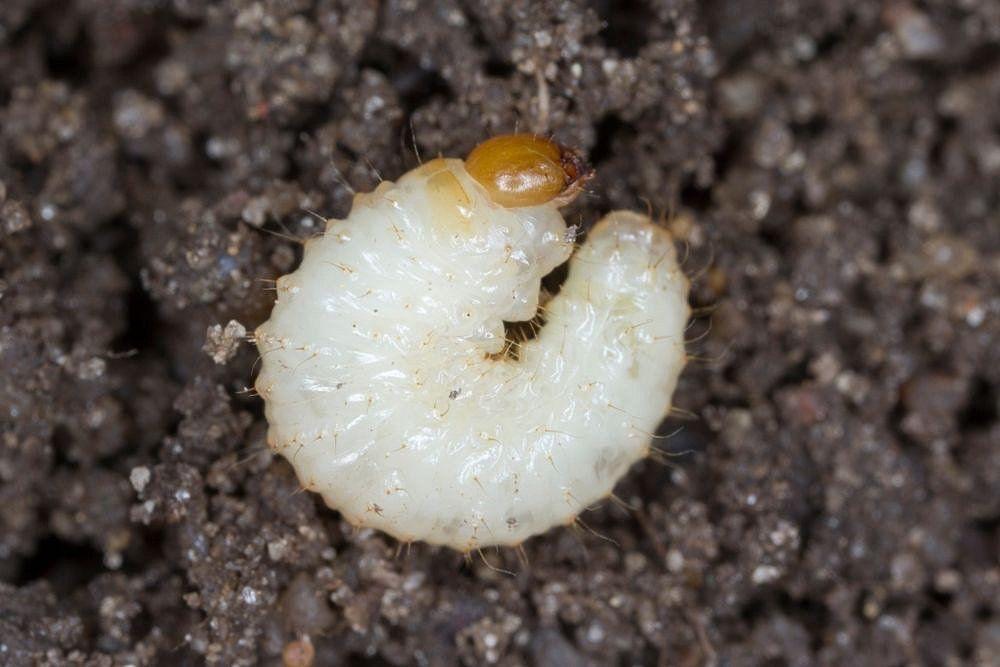 Larva chrousta, zlatohlávka a lalokonosce