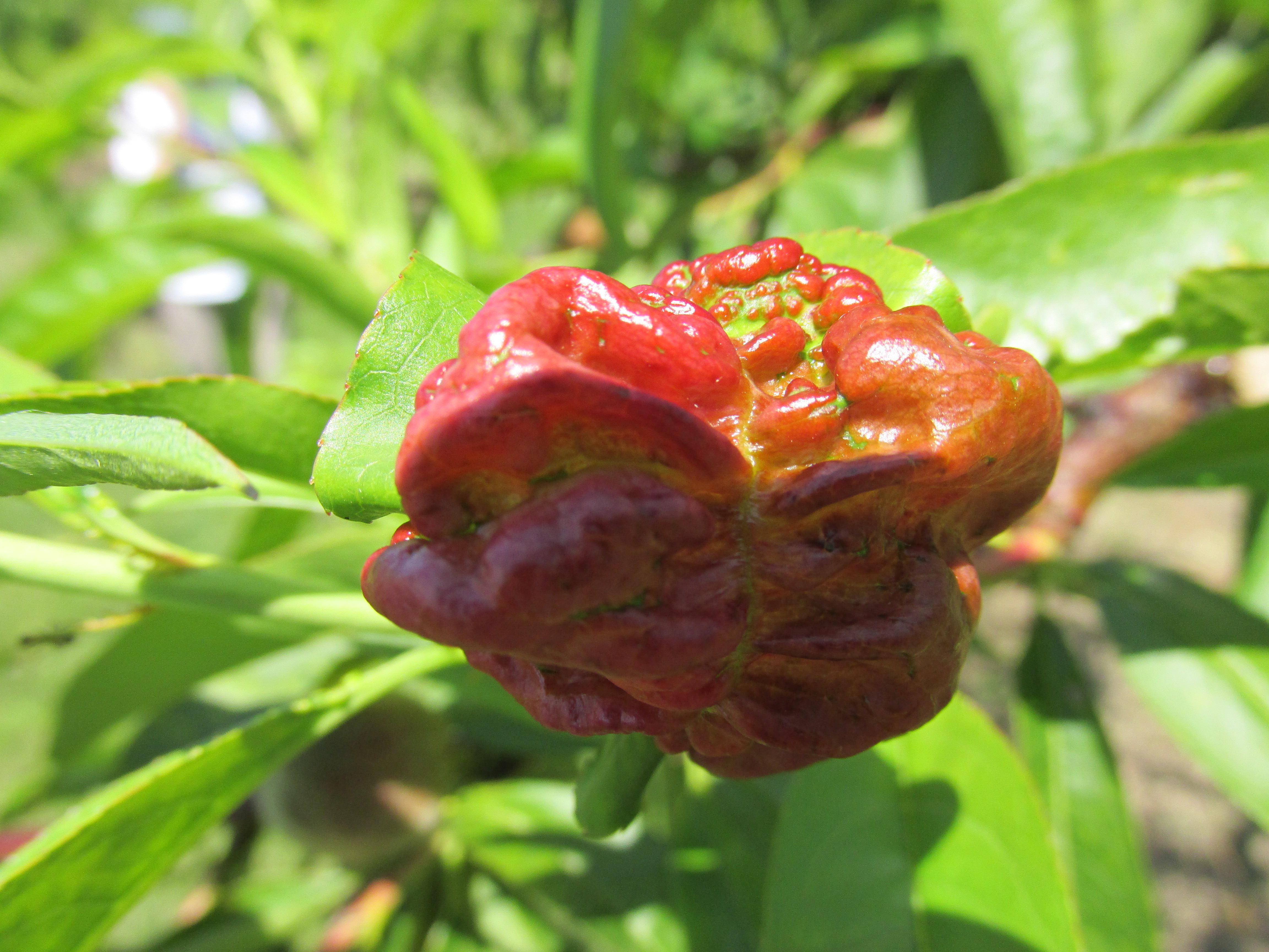Kadeřavost broskvoně - podzimní základní postřik