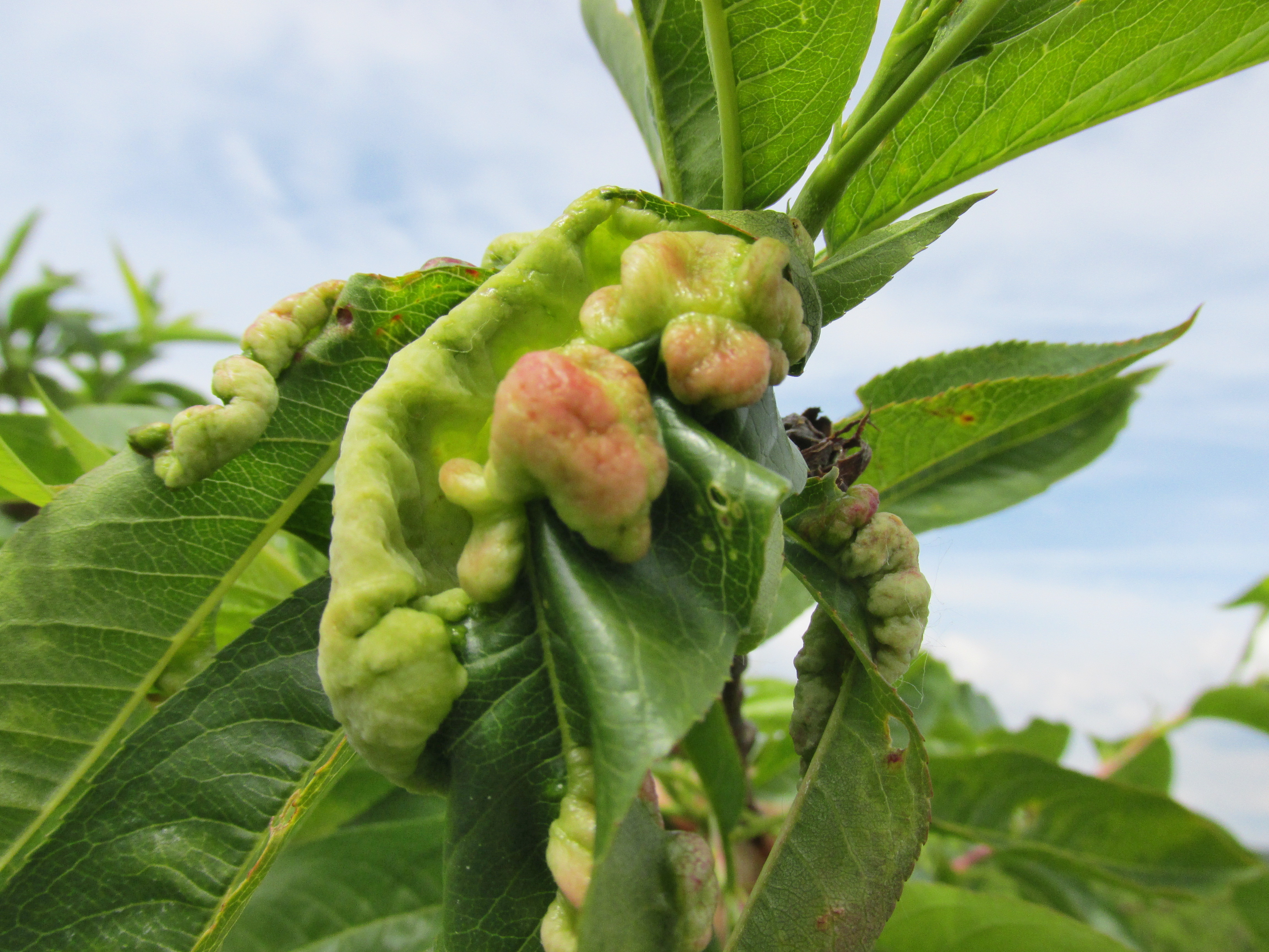 Houbové a bakteriální choroby