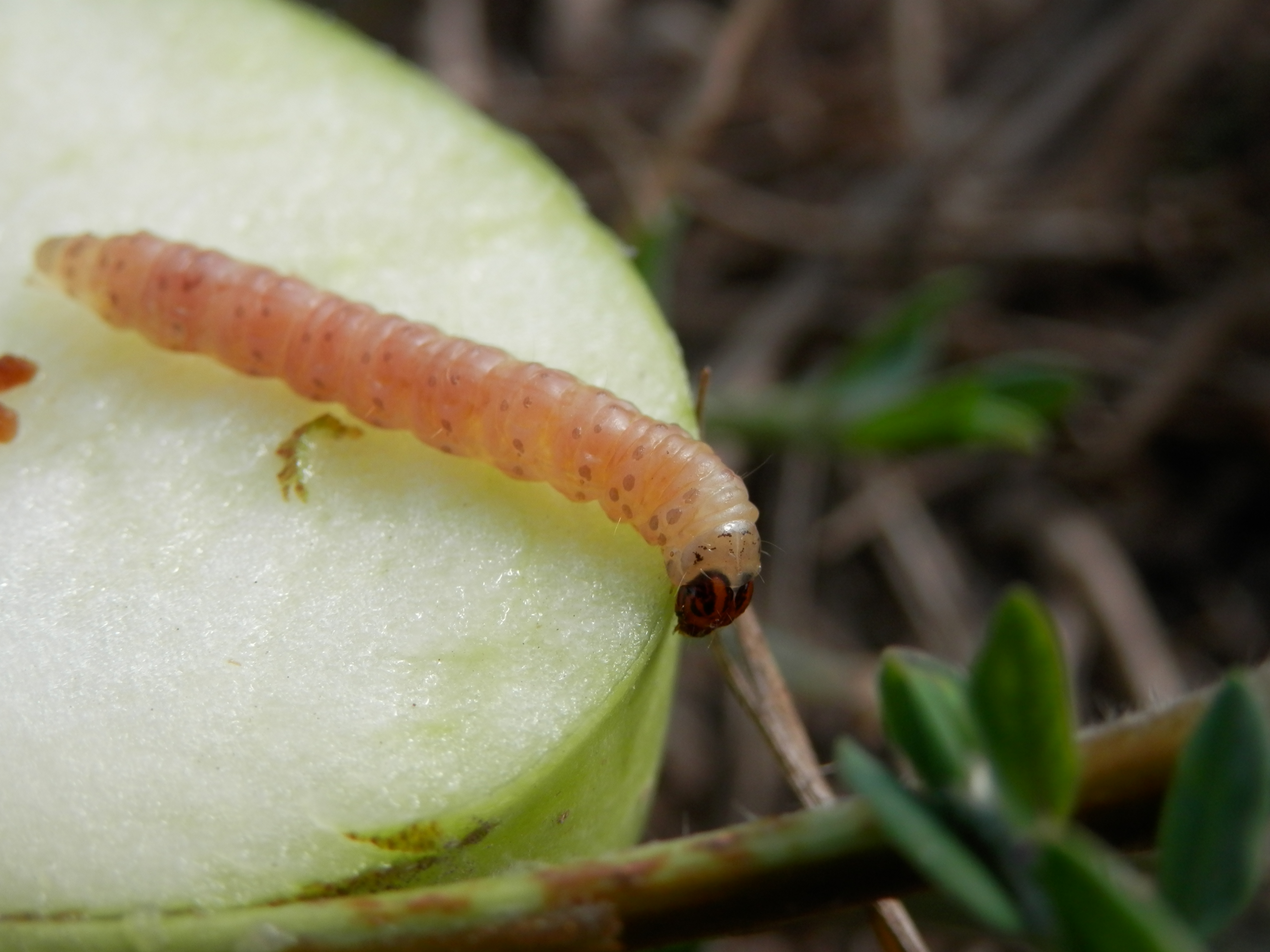Nejlepší ochrana proti obaleči jablečnému