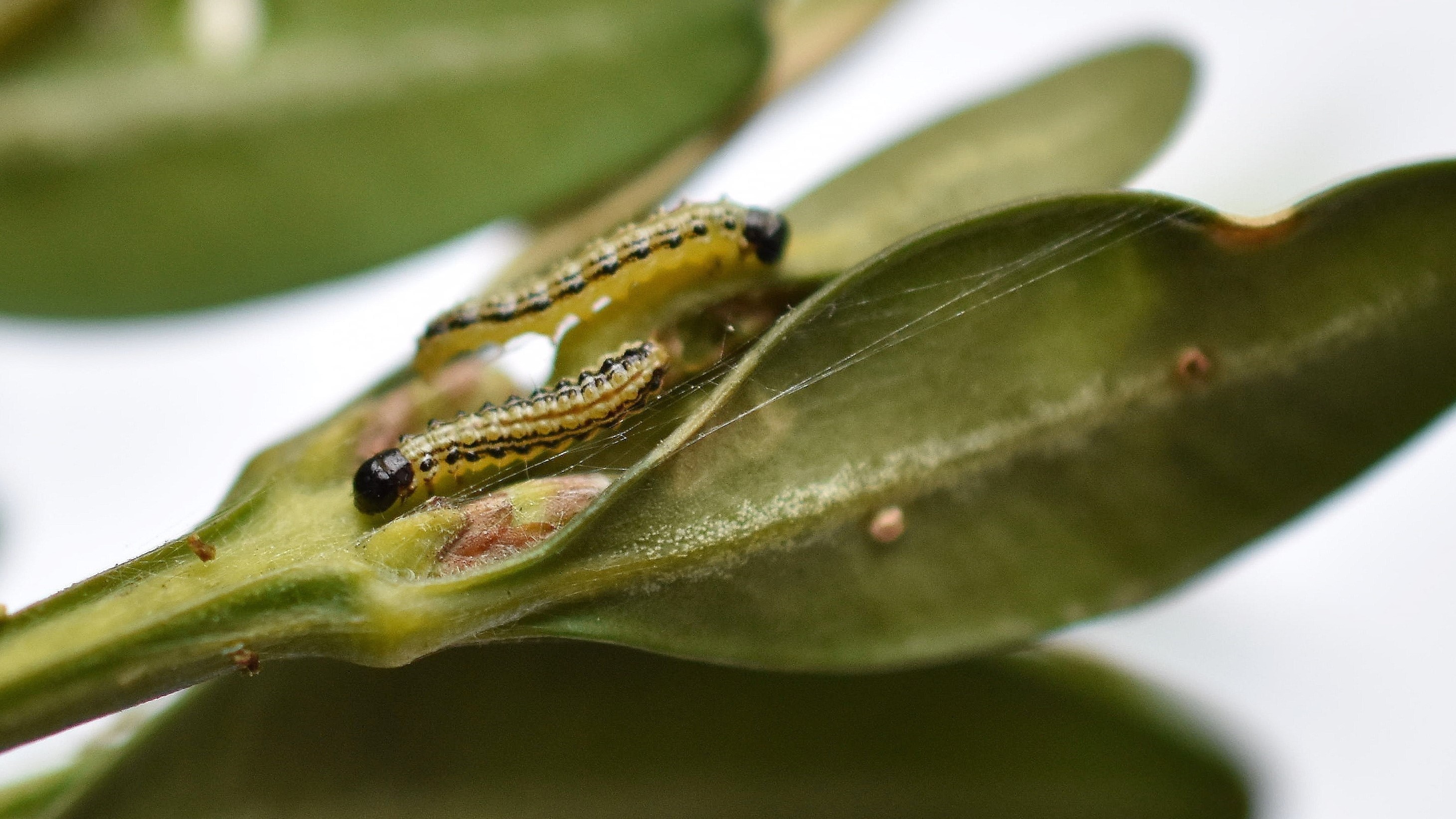 Housenky škodlivých motýlů
