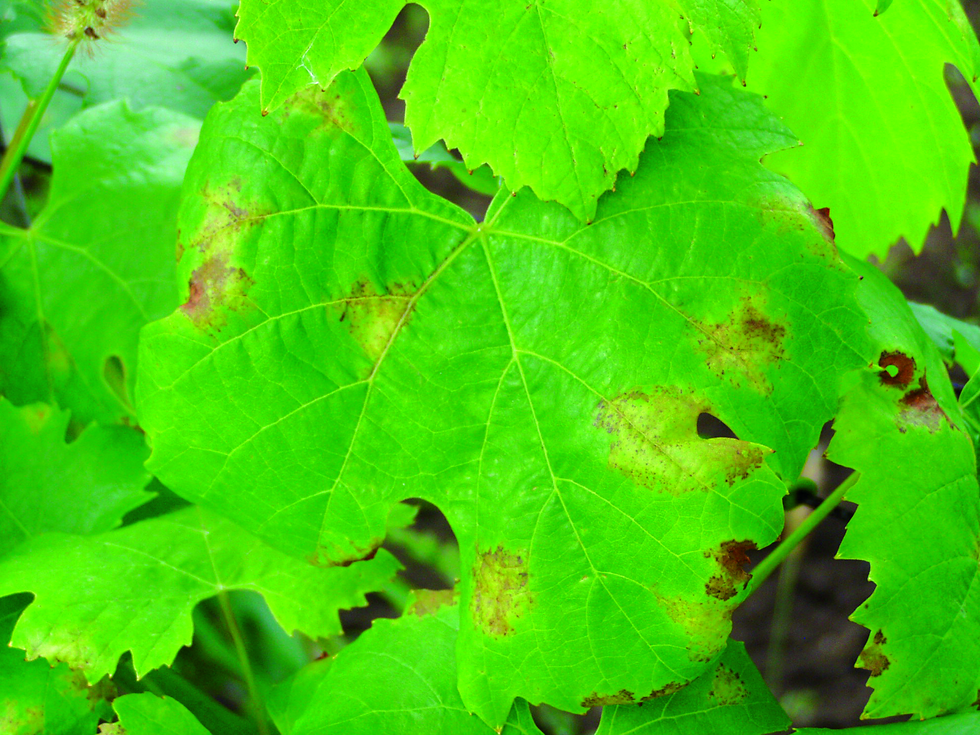 Fungicid proti plísni révy