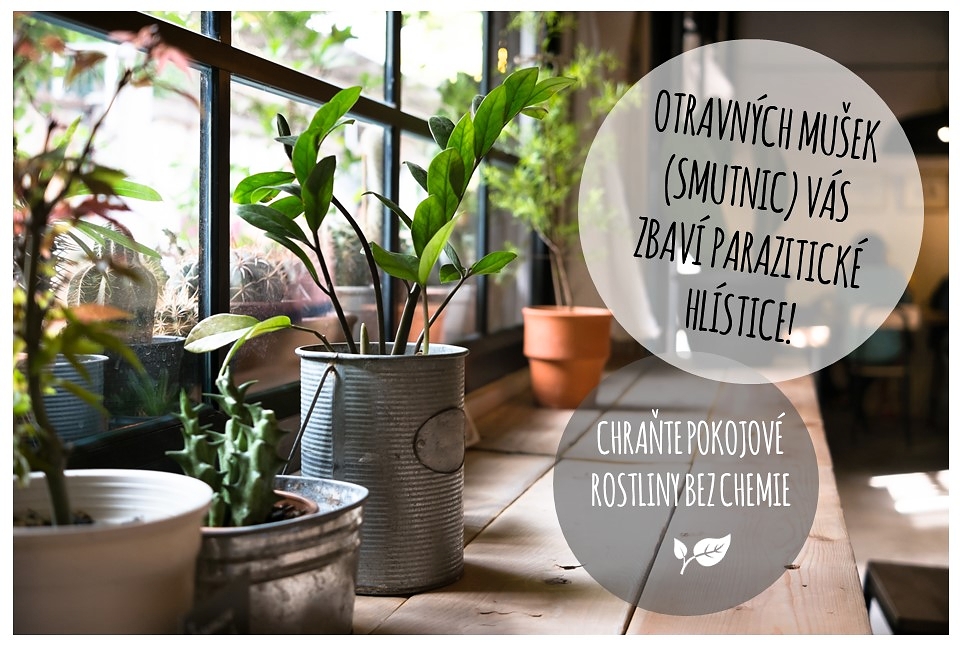 Vyhlaste boj smutnicím