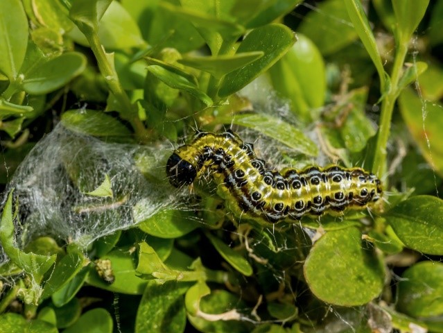 Nedejte své zimostrázy - aktivně je před zavíječi můžete chránit