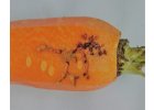 Pochmurnatka mrkvová
