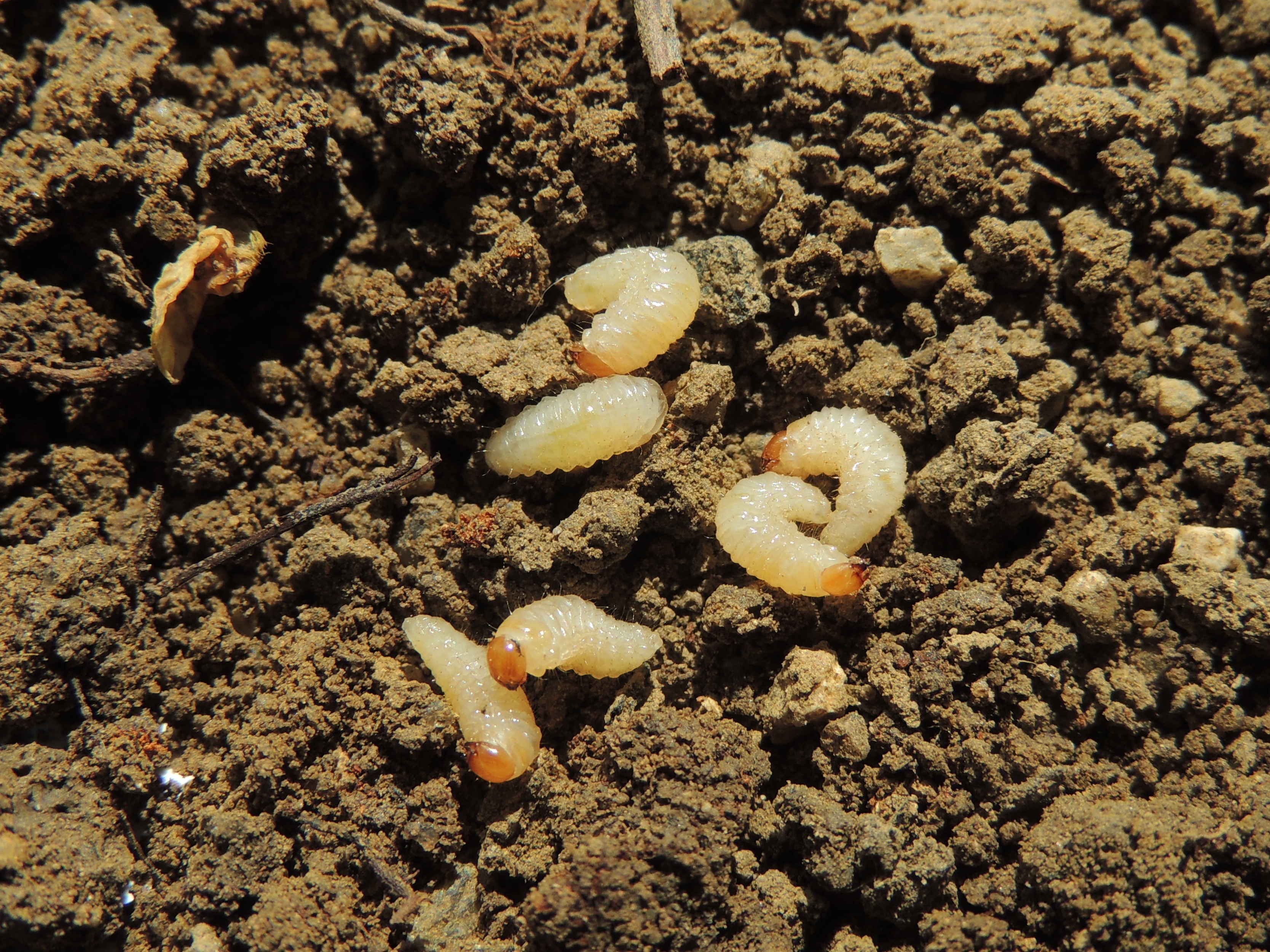 Jak se zbavit larev v půdě?