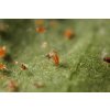 SPIDEX (Phytoseiulus persimilis)