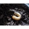 larva chroust