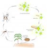 Life cycle of A aphidimyza V C Delphine Bourdais Online figure in color