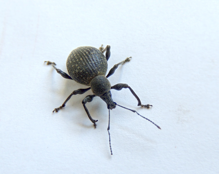 Nosánik škodca okrasných záhrad a parkov