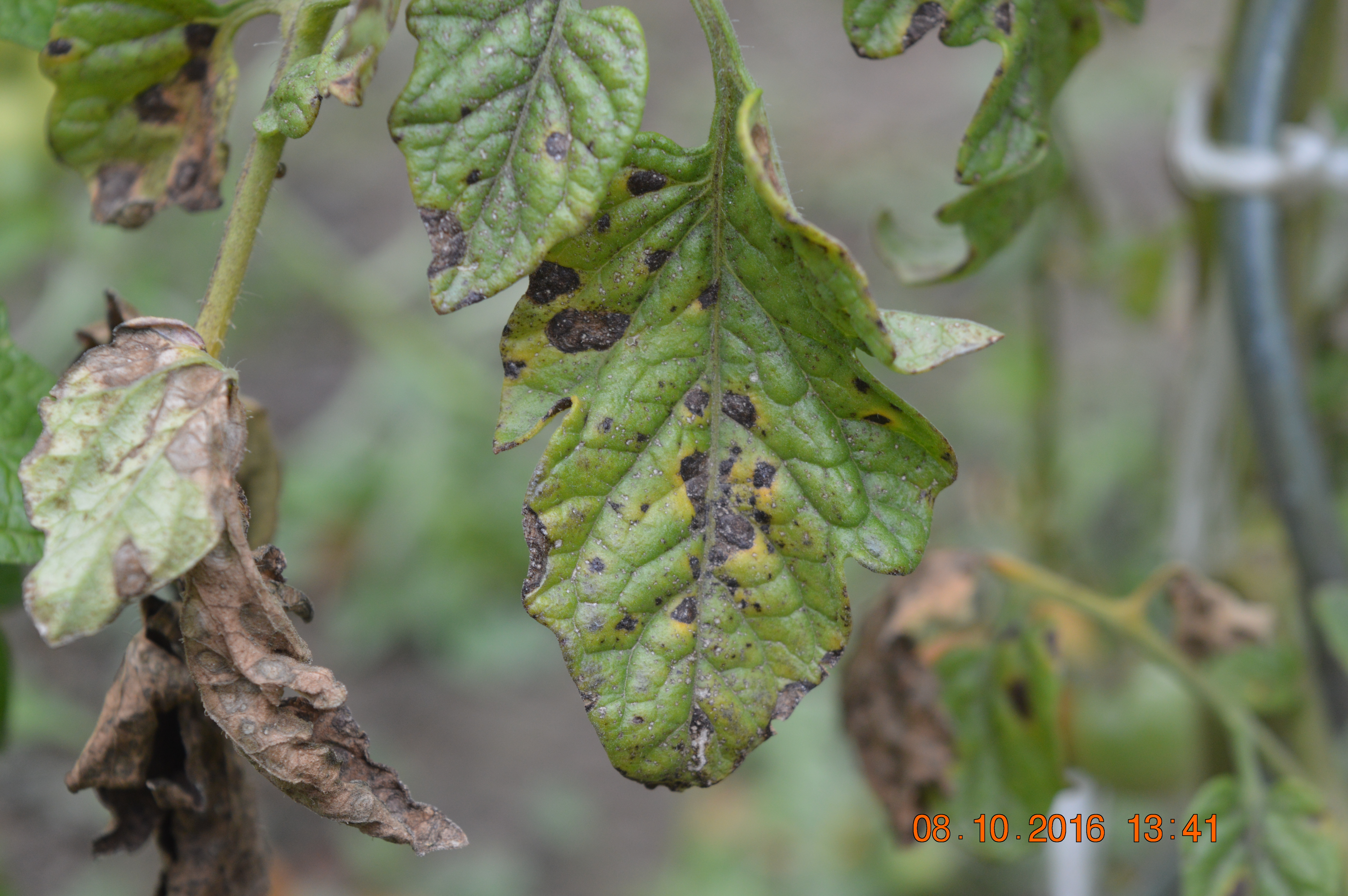 Pleseň zemiaková na rajčiaku