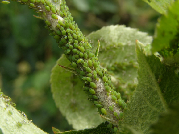 Biologická ochrana proti Voškám