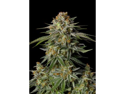 l tsp 2x gg4 sherbet fast flowering transparent 1716650597