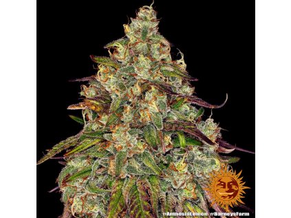 amnesia lemon 6 241136