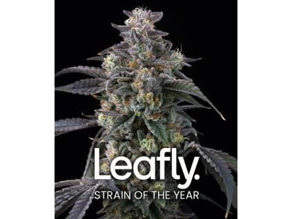 super boof circle new 21 301790