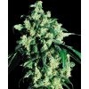 Super Skunk Feminized