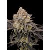 l tsp 2x gorilla cookies fast flowering transparent 1711638296