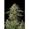 l tsp 2x gg4 sherbet fast flowering transparent 1716650597