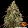 amnesia lemon 3 241135