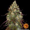 amnesia lemon 4 241135