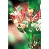 HONEYSUCKLE - Zimolez kozí list (Objem 20 ml)