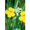 MIMULUS - Čarodejka škvrnitá (Objem 20 ml)