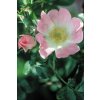 WILD ROSE - Ruža šípová (Objem 20 ml)