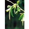 WILLOW - Vŕba biela (Objem 20 ml)
