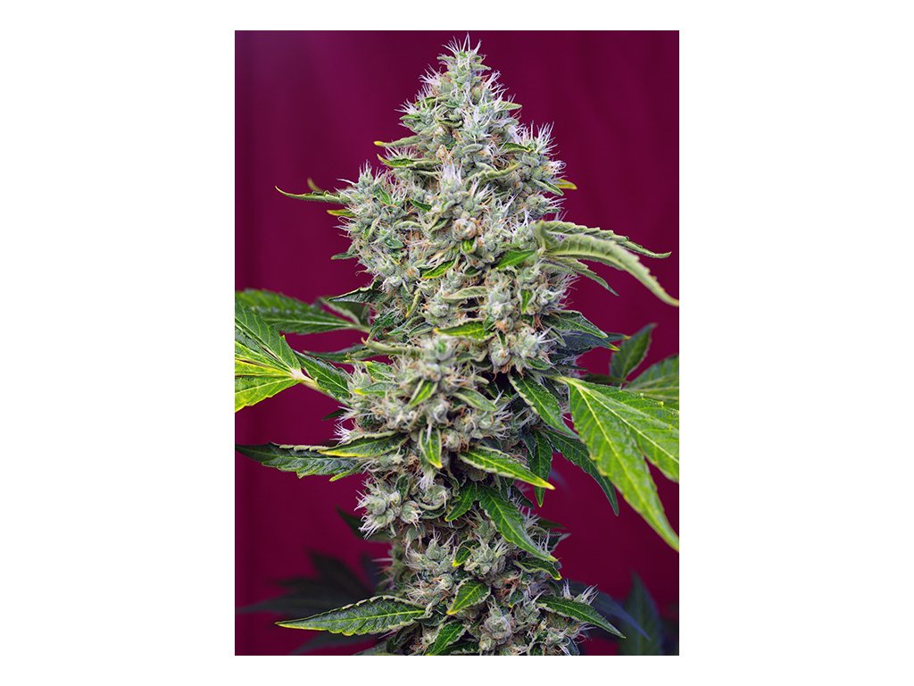 San Fernando Lemon Kush - Sweet Seeds