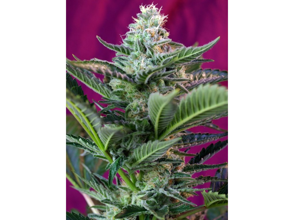 Mohan Ram Auto - Sweet Seeds