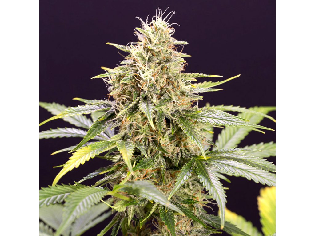 Chocolate Mint OG Auto - HSO