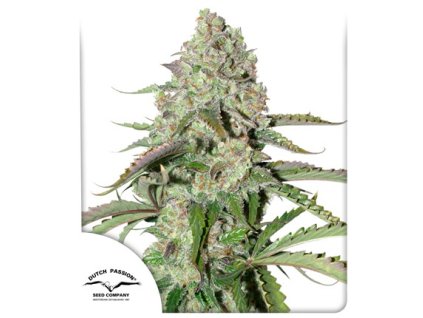 auto colorado cookies