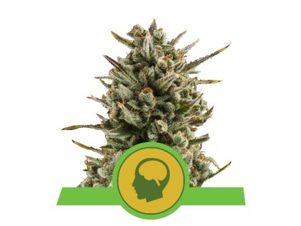 Amnesia Haze Automatic - Royal Queen