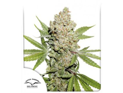 Auto Lemon Kix – Dutch Passion