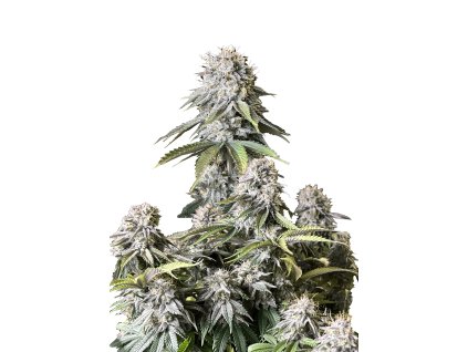 Orange sherbet FF (1)