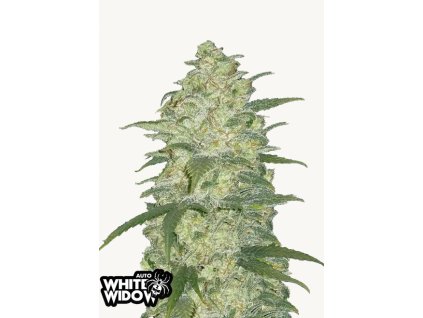 White Widow Auto Cannabis Seeds – Buy White Widow Weed Strain Review Fast Buds