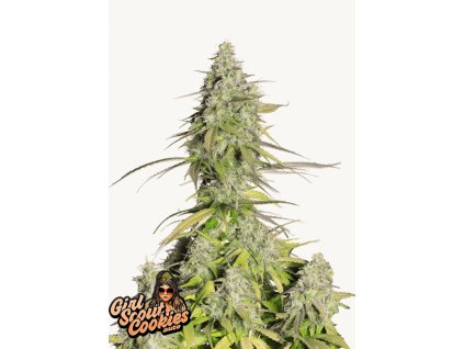 Girl Scout Cookies Auto Cannabis Seeds – Buy GSC Weed Strain Fast Buds