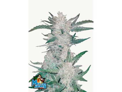 Mexican Airlines Auto Cannabis Seeds Fast Buds