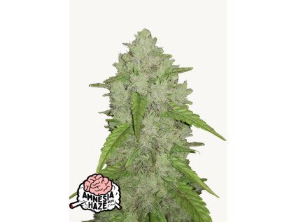 Amnesia Haze Auto Cannabis Seeds – Buy Amnesia Haze Weed Strain Review & Effects Cannabis Fast Buds