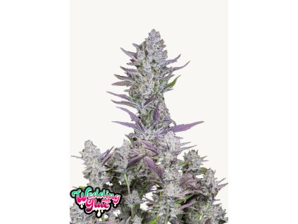 Wedding Glue Auto Cannabis Seeds Fast Buds