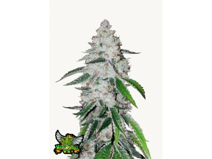 West Coast O.G. Auto Cannabis Seeds Fast Buds