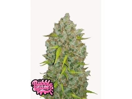 Bubblegum Weed Strain Fast Buds