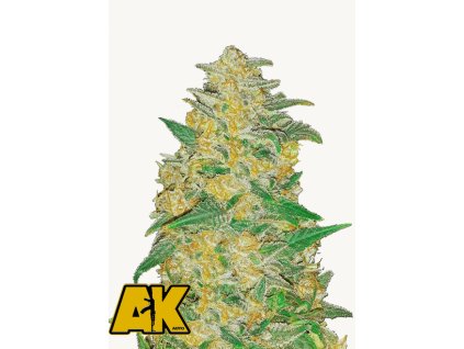 AK Auto Cannabis Seeds Fast Buds