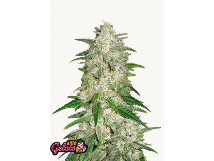 Gelato Auto Cannabis Seeds – Buy Gelato Weed Strain Fast Buds