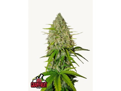 Grapefruit Auto Cannabis Seeds – Buy Grapefruit Weed Strain Fast Buds
