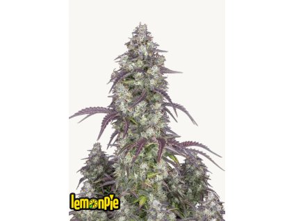 Lemon Pie Auto Cannabis Seeds Fast Buds