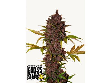 LSD 25 Auto Cannabis Seeds Fast Buds