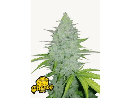 Cheese Auto Cannabis Seeds – Buy Cheese Weed Strain Fast Buds