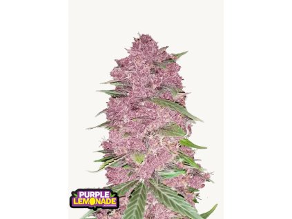 Purple Lemonade Auto Cannabis Seeds Fast Buds